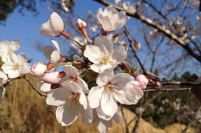 cherry-1.jpg