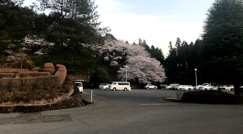 sakura-3.jpg